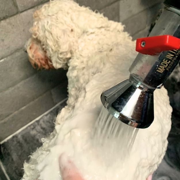 Hond wassen tijdens de trimbeurt