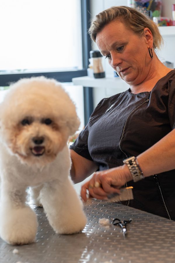 Zelf vachtverzorgen van je doodle of hond