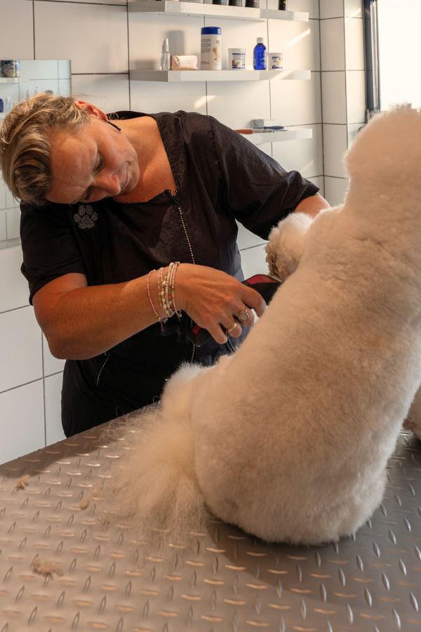 workshop hondentrimmen pootjes knippen